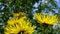 Cose-up of the beautiful butterfly flying around bright yellow elecampane