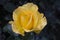 A Cose up image of a yellow Camellia flower