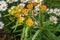 Cose up view of orange flower buds on a butterfly weed plant in a sunny ornamental garden.