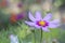 Cosmea Flower Close Up And Blurry Background