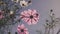 Cosmea flower moving slowly in a light breeze