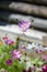 Cosmea flowers on flower bed