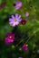 Cosmea flowers on flower bed