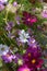 Cosmea flowers on flower bed