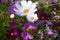 Cosmea flowers on flower bed