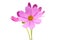 cosmea flowers isolated