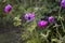 Cosmea Summerflowers In A Country Garden