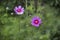 Cosmea Summerflowers In A Country Garden