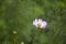 Cosmea Summerflowers In A Country Garden