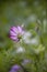 Cosmea Summerflowers In A Country Garden