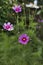 Cosmea Summerflowers In A Country Garden