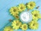 Cosmetic cream product wellness yellow chrysanthemum flowers protection spa camomile capsules on a blue wooden background