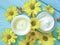 Cosmetic cream wellness yellow flowers protection spa camomile capsules on a blue wooden background