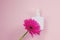Cosmetic jar of cream on pink background with delicate gerbera flower