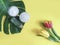 Cosmetic moisturizing natural soft organic cream, spring tulip flower monstera leaf a colored background