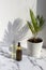 Cosmetic skincare products on marble background with palm leaves shadow. Glass bottle of natural oil, modern concept of organic