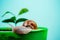 Cosmetics and snail mucus. Cosmetology beauty procedure. Cute snail near green plant. Natural remedies. Adorable snail