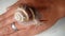 Cosmetological procedure. a snail on the hand in a beauty salon, wound healing close up of snail shell - closeup  treatment by sna