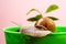 Cosmetology beauty procedure. Cute snail near green plant. Natural remedies. Adorable snail close up. Little slime with