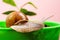 Cosmetology beauty procedure. Cute snail near green plant. Natural remedies. Adorable snail close up. Little slime with