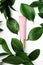 Cosmetology tube with green leaves on white background. Top class facial care serum with decorative fresh ficus foliage and dew
