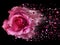 Cosmic Rose on a black background, shatters into particles