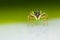 Cosmophasis umbratica jumping spider