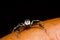 Cosmophasis umbratica jumping spider