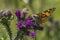 Cosmopolitan butterfly (Vanessa cardui)