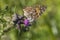 Cosmopolitan butterfly (Vanessa cardui)