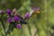 Cosmopolitan butterfly (Vanessa cardui)