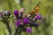 Cosmopolitan butterfly (Vanessa cardui)