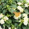 Cosmopolitan butterfly - Vanessa cardui, Syn.: Cynthia cardui - on flowering lantana bush in summer garden