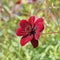 Cosmos atrosanguineus Chocolate flowers in a flowering fallow