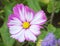 Cosmos bipinnatus, also known as garden cosmos, closeup of the white blossom with purple petal edges and yellow center. Flat lay v