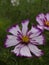 Cosmos bipinnatus Fizzy Rose Picotee 01