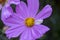 Cosmos bipinnatus flowering white garden mexican aster plants, group of petal flowers in bloom on green shrub