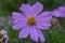 Cosmos bipinnatus flowering white garden mexican aster plants, group of petal flowers in bloom on green shrub