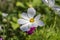 Cosmos bipinnatus flowering white garden mexican aster plants, group of petal flowers in bloom on green shrub