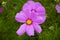 Cosmos bipinnatus flowering white garden mexican aster plants, group of petal flowers in bloom on green shrub