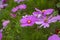 Cosmos bipinnatus flowering white garden mexican aster plants, group of petal flowers in bloom on green shrub