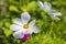 Cosmos bipinnatus flowering white garden mexican aster plants, group of petal flowers in bloom on green shrub