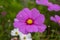 Cosmos bipinnatus flowering white garden mexican aster plants, group of petal flowers in bloom on green shrub