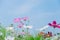 Cosmos bipinnatus flowers blooming in summer