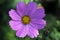 Cosmos bipinnatus, Garden cosmos, Mexican aster