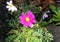 Cosmos bipinnatus, Garden cosmos, Mexican aster