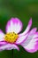 Cosmos bipinnatus picotee, focussed on stamen