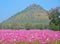 Cosmos colorful flower in the field and mountain
