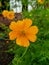 Cosmos, Coreopsideae , kenikir sulfur, flower