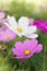 Cosmos daisy flowers in the garden day natural vintage